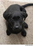 jedda - Labrador Retriever (1 an)