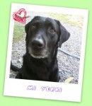 yurki? - Labrador Retriever M&acirc;le (8 ans)