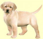 mimi - Labrador Retriever (2 mois)