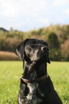 Packo - Labrador Retriever Mâle (5 ans)