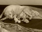 chela y sus bebes - Labrador Retriever (6 ans)