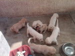 bebes de chela - Labrador Retriever (4 mois)