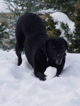 Orca - Labrador Retriever (11 ans)