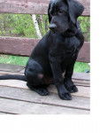 lucie - Labrador Retriever (3 mois)