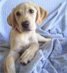 Méli - Labrador Retriever (6 mois)