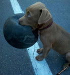 Chanelle - Labrador Retriever M&acirc;le (1 an)