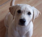 Méli ( à ma soeur ) - Labrador Retriever (6 mois)