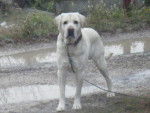 Samsa (L) - Labrador Retriever M&acirc;le (8 ans)