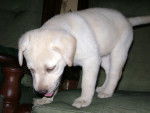 Julieta - Labrador Retriever (3 mois)