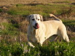 Laika - Labrador Retriever (10 ans)