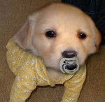 Fuchsia - Labrador Retriever (9 mois)