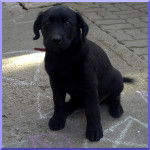 Blacky - Labrador Retriever M&acirc;le (5 mois)