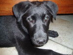 enza - Labrador Retriever (8 mois)