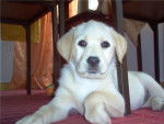 Ukina - Labrador Retriever (7 mois)