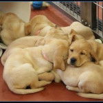 The puppys - Labrador Retriever (7 mois)