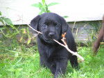 Arty - Labrador Retriever M&acirc;le (4 mois)