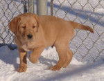 Maya - Labrador Retriever (6 mois)