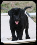 Lilly - Labrador Retriever (2 mois)