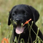 Galik - Labrador Retriever (1 mois)