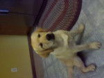 Lily - Labrador Retriever (1 an)