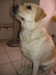 Lana - Labrador Retriever (3 ans)