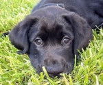 Poppy - Labrador Retriever (3 mois)