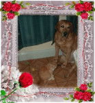 mickey - Labrador Retriever Mâle (Autre)