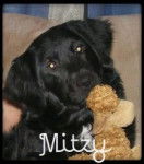 Mitzy - Labrador Retriever (2 ans)
