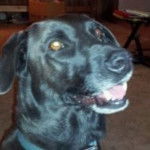 Penny - Labrador Retriever (4 ans)