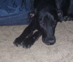 Perky - Labrador Retriever (3 ans)