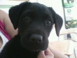 kira - Labrador Retriever (5 mois)