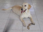 Jazz - Labrador Retriever (1 an)