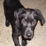 dana - Labrador Retriever (1 an)