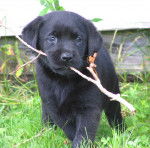angel - Labrador Retriever (3 mois)