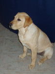 Ugo - Labrador Retriever Mâle (Autre)