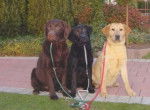 Mis Perritos - Labrador Retriever (3 ans)