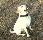 balou - Labrador Retriever M&acirc;le (5 ans)