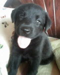 Mina - Labrador Retriever (3 mois)