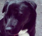 volga - Labrador Retriever (4 ans)