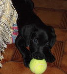 Bosco - Labrador Retriever M&acirc;le (3 mois)