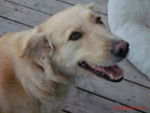 Tamy - Labrador Retriever (7 ans)
