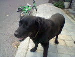 nala - Labrador Retriever (12 ans)