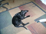 Abbie - Labrador Retriever (8 mois)