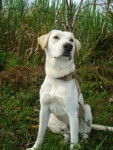 simon - Labrador Retriever M&acirc;le (4 ans)