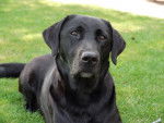 Lou - Labrador Retriever (5 ans)