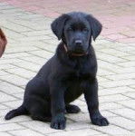 laila - Labrador Retriever (8 mois)