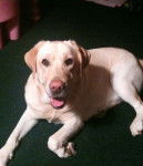 Brandi - Labrador Retriever (3 ans)