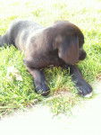 gaia - Labrador Retriever (1 an)