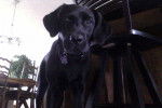 sophie - Labrador Retriever (10 mois)