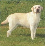 abysse - Labrador Retriever (4 ans)
